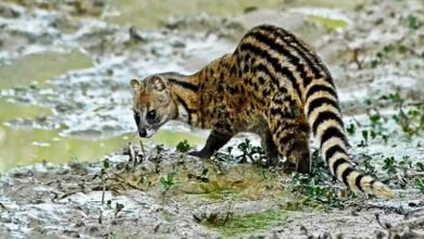 civets