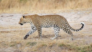 Adobe Stock Leopard Walking