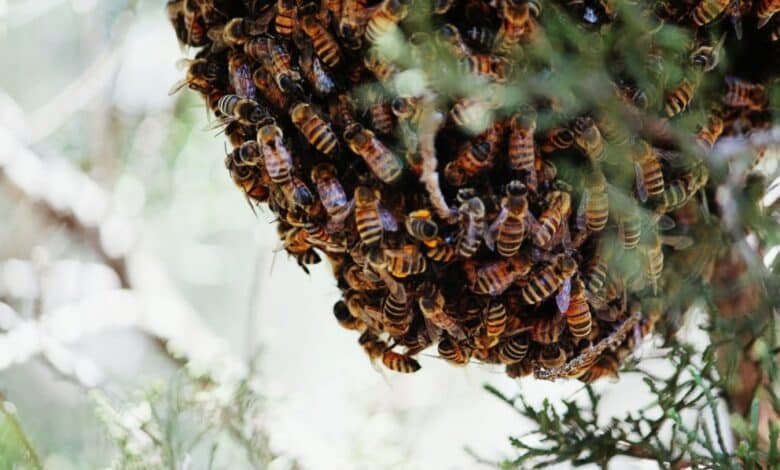 Bees attack climbers with scent of perfume, 6 seriously injured