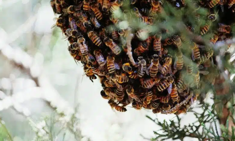 Bees attack climbers with scent of perfume, 6 seriously injured