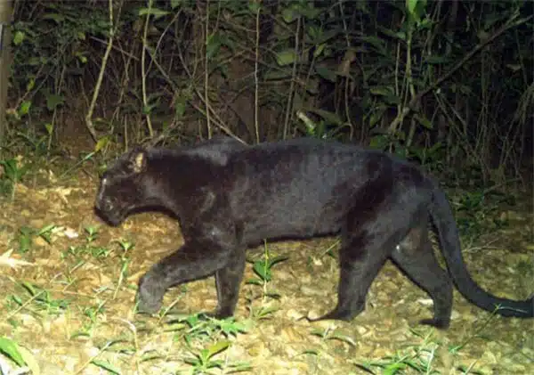 black-panther-killed